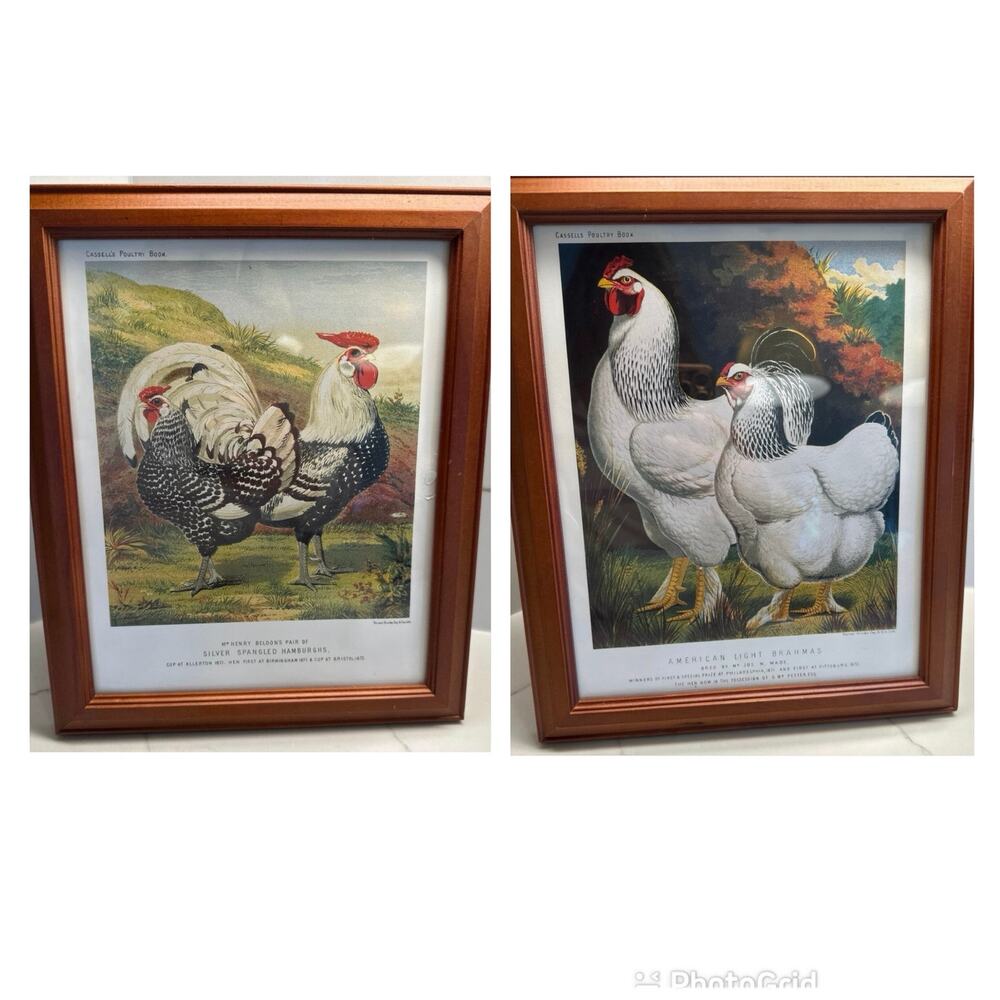 Pair of Framed Cassell's Poultry Book Silver Spangled American Light Chickens